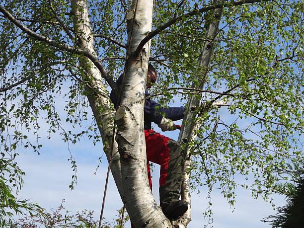 How Our Tree Care Process Works  in  Bethany, IL