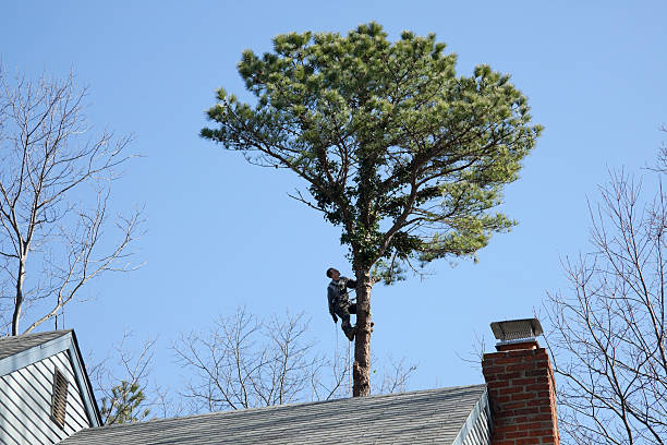 Trusted Bethany, IL Tree Care Experts